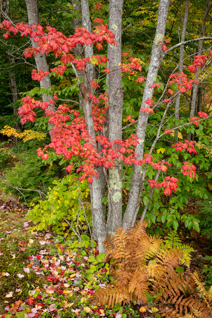 Autumn Maples, Cadillac Mountain - Vern Clevenger Photography